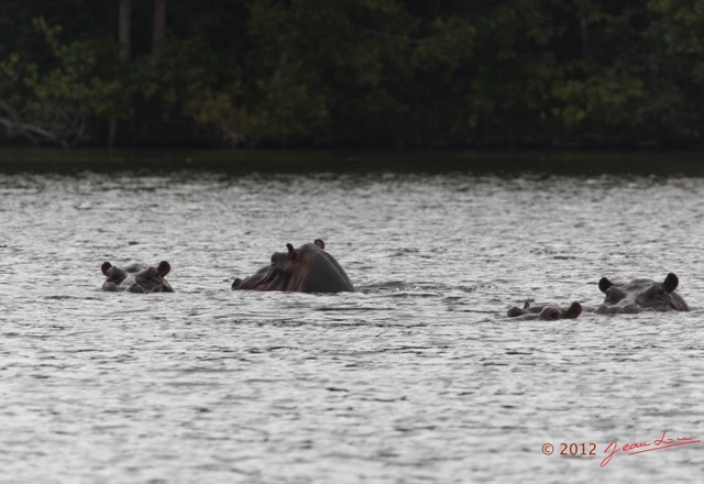207 LOANGO Inyoungou Lagune Ngove Hippopotame Hippopotamus amphibius 12E5K2IMG_79448wtmk.jpg